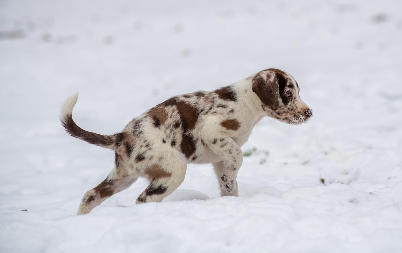 cand apare sezonul 6 din recrutul pe netflix