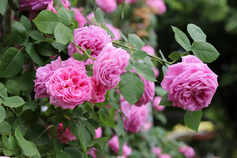 festivalul lalelelor pitesti