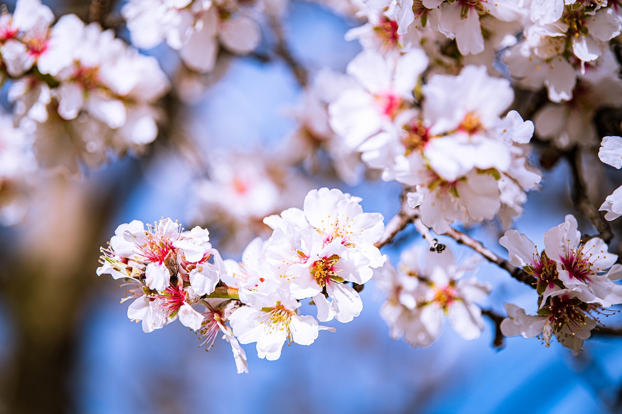 festivalul tuberozelor