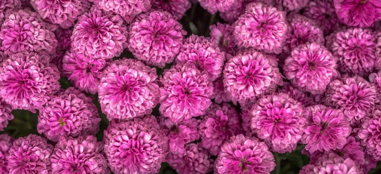festivalul florilor drumul taberei
