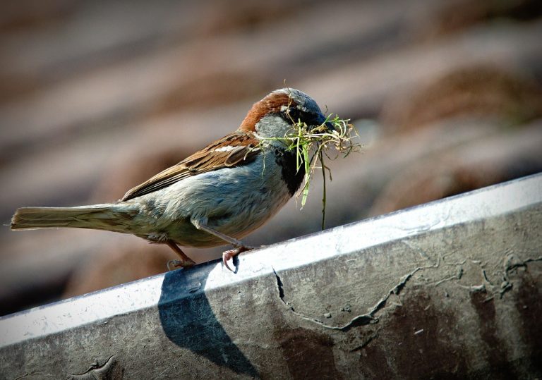 singur acasa 3